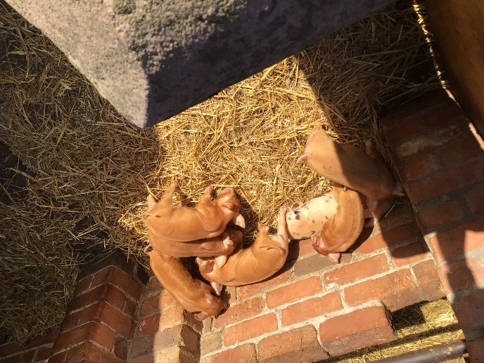farm 4
